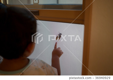 screen door, younger, cicada 36940929