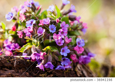 Mary's tears plant Mary's tears plant 36941198