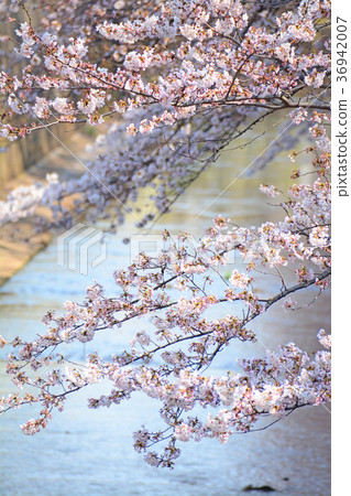 從Takaido到Mt. Hamada櫻花沿著神田河 從Takaido到Mt. Hamada櫻花沿著神田河 36942007