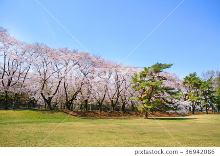 Cherry blossoms in Nogawa Park, Chofu City, Tokyo Cherry blossoms in Nogawa Park, Chofu City, Tokyo 36942086