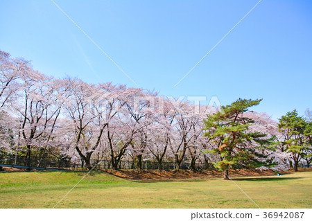 Cherry blossoms in Nogawa Park, Chofu City, Tokyo Cherry blossoms in Nogawa Park, Chofu City, Tokyo 36942087