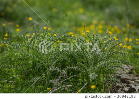 Grass in the field daylight landscape nature Grass in the field daylight landscape nature 36942198
