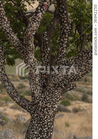 Tree bubble gum in Geoorgian desert 36942250