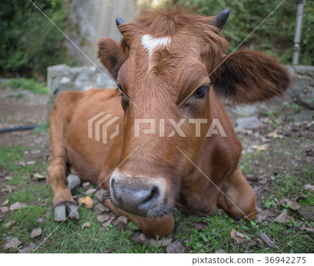 Brown cow lies on the grass in the village 36942275