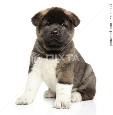 American Akita dog puppy on white background 36942441
