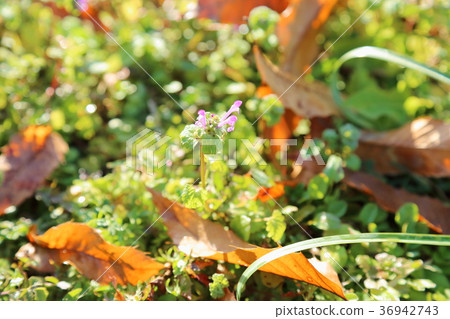 Hotokenosa花 Hotokenosa花 36942743
