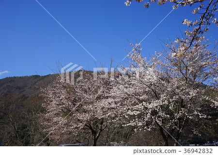 Iwasen's late spring 36942832