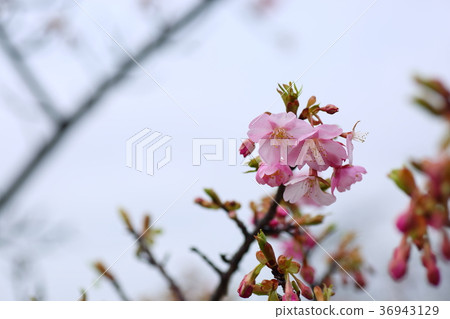 Early blooming cherry 36943129