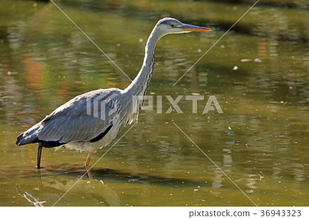 蒼鷺小金井公園瞄準獵物 36943323