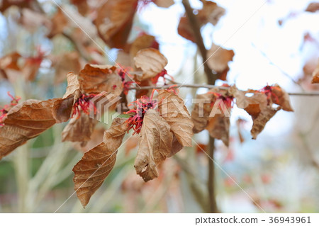 Flower of Aka Bana Mansaku 36943961