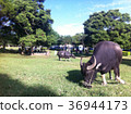 Taiwan Attractions Taipei University of the Arts Buffalo on the Grass 36944173
