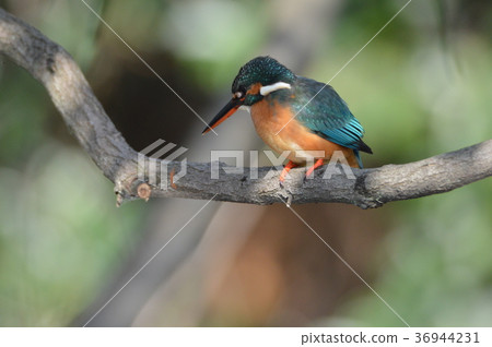 雌翠鳥凝視著水面(Negawa Greenery Road /立川公園/立川市,東京) 雌翠鳥凝視著水面(Negawa Greenery Road /立川公園/立川市,東京) 36944231