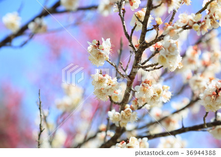 White flower flowers 36944388