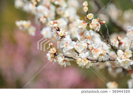 White flower flowers White flower flowers 36944389