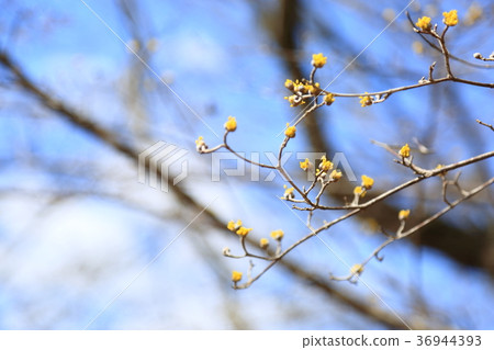 Flower of Sanshui Flower of Sanshui 36944393