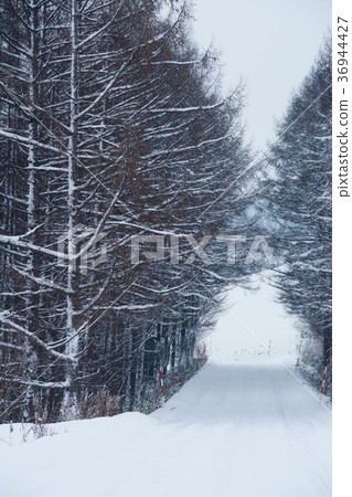 Snow road through larch forest 36944427