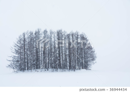 小山的落葉松屬森林在冬天 36944434