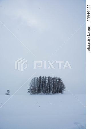 小山的落葉松屬森林在冬天 36944435