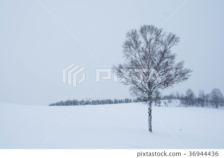 雪山和冬季小樹林 36944436