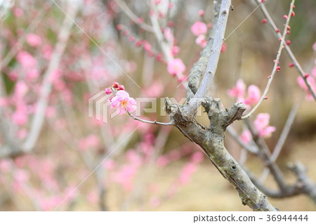 Pink plum single wheel 36944444