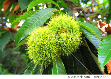 栗樹栗子風景 36944668