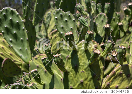 Opuntia is a genus in the cactus family. Opuntia is a genus in the cactus family. 36944736