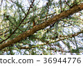 spruce branches in the forest. background, nature. 36944776