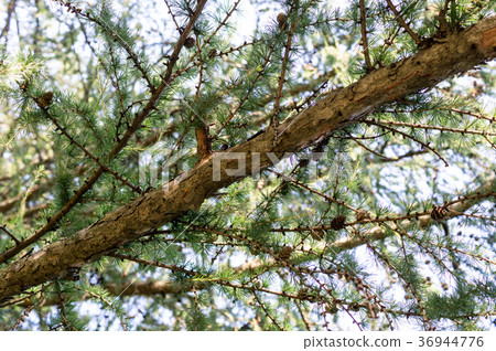 spruce branches in the forest. background, nature. 36944776