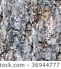 bark texture of a pine trunk. texture, background. 36944777