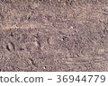 sandy path with boot tracks. background, texture. 36944779