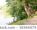 tree near the pond in park. background, nature. 36944879