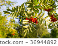 rowan tree with red berries at autumn. 36944892
