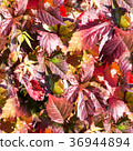 seamless red leaves at fall, autumn. background. 36944894