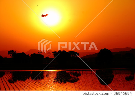 Fly into the sunset 36945694