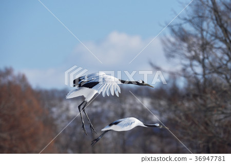 The flying figure of two Tancho (Hokkaido · Tsurui) 36947781