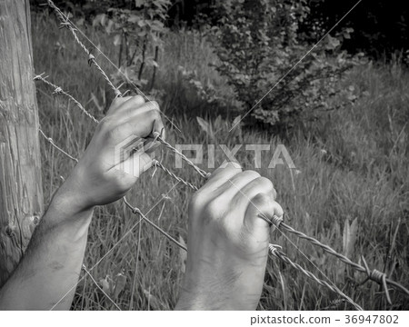 tortured hands grasping barbed wire  36947802