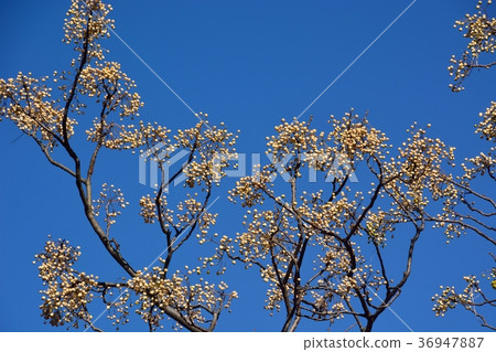 A seed of a seedling on a blue sky in winter 36947887