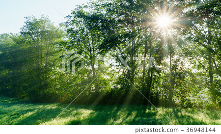 Amazing mystical summer forest lawn Amazing mystical summer forest lawn 36948144