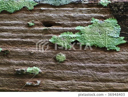 small group of light soft green moss lichens  36948403