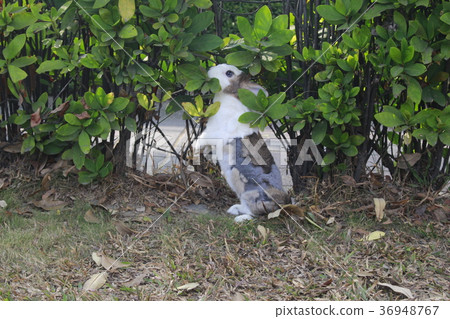 cute rabbit 02 cute rabbit 02 36948767