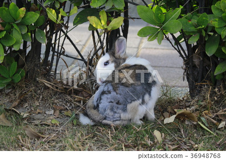 cute rabbit 03 cute rabbit 03 36948768