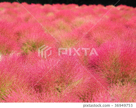 Kokia Kokia 36949753