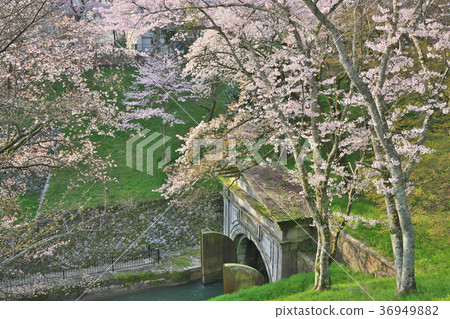 Lake Biwa Spring of Sakurahana 36949882