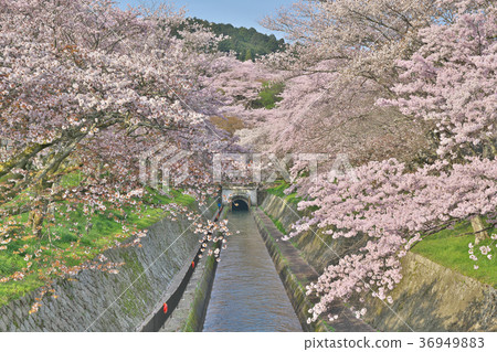Lake Biwa Spring of Sakurahana 36949883