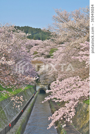 Lake Biwa Spring of Sakurahana 36949884