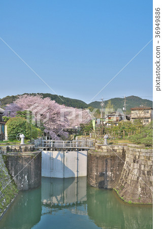 Lake Biwa Spring of Sakurahana 36949886