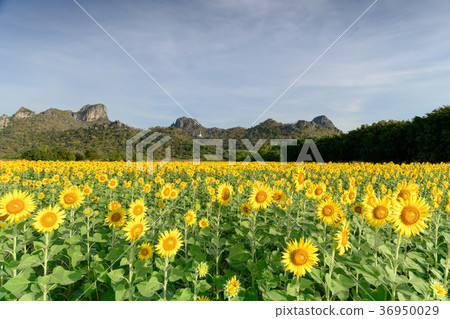 beautiful sunflower fields with moutain background beautiful sunflower fields with moutain background 36950029
