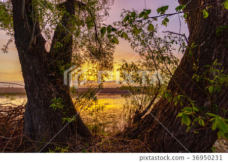 Beautiful summer morning on the river or lake. Beautiful summer morning on the river or lake. 36950231