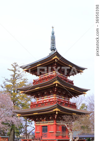 Itabashi Fudoson of spring Sakura 36950398