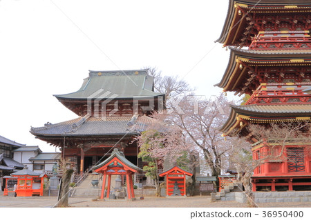 Itabashi Fudoson of spring Sakura 36950400